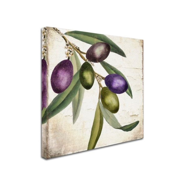 Color Bakery 'Olive Branch I' Canvas Art,35x35